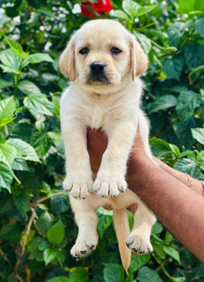 Purchase KCI Registered Labrador Retriever Puppy from Hyderabad
